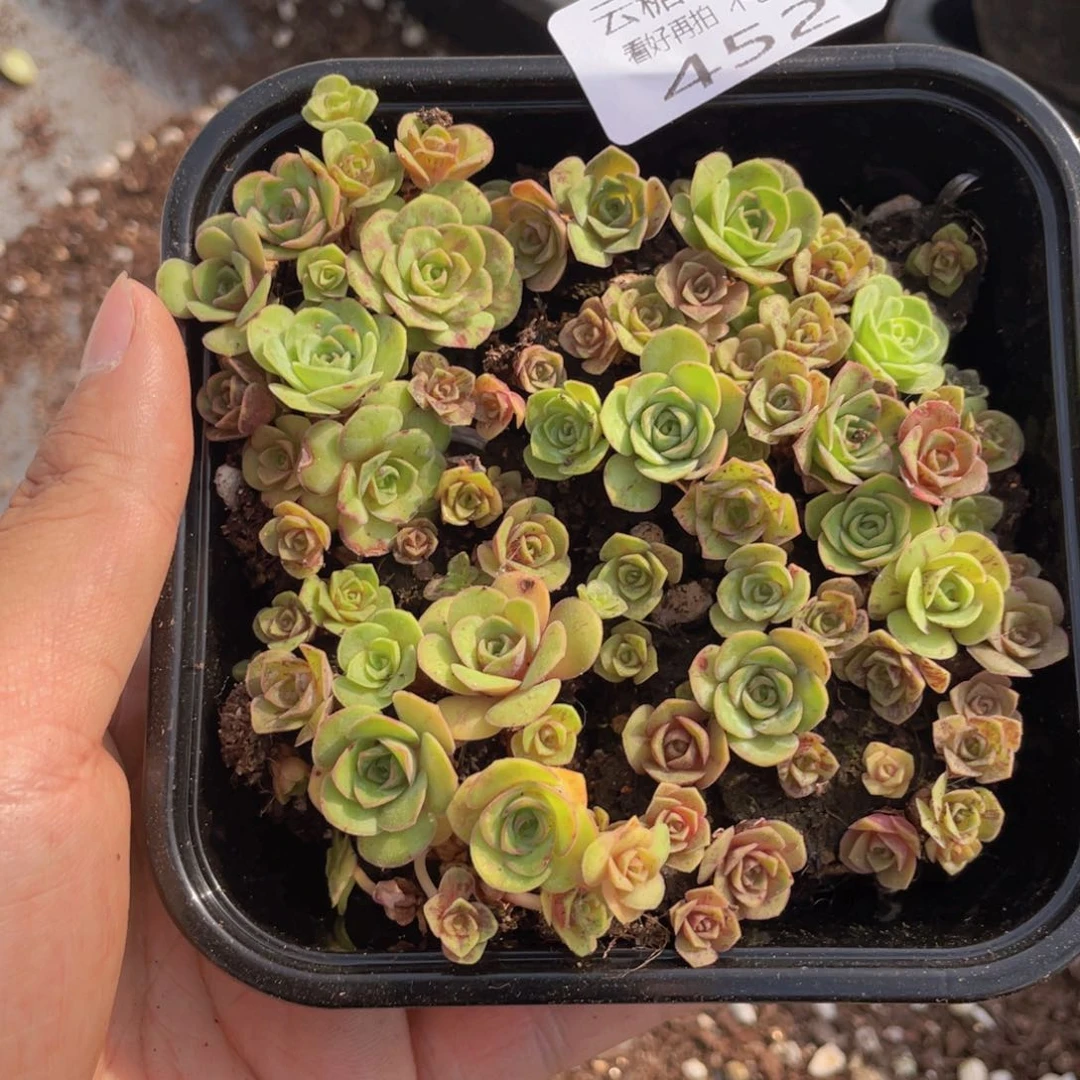云糖心多肉植物452