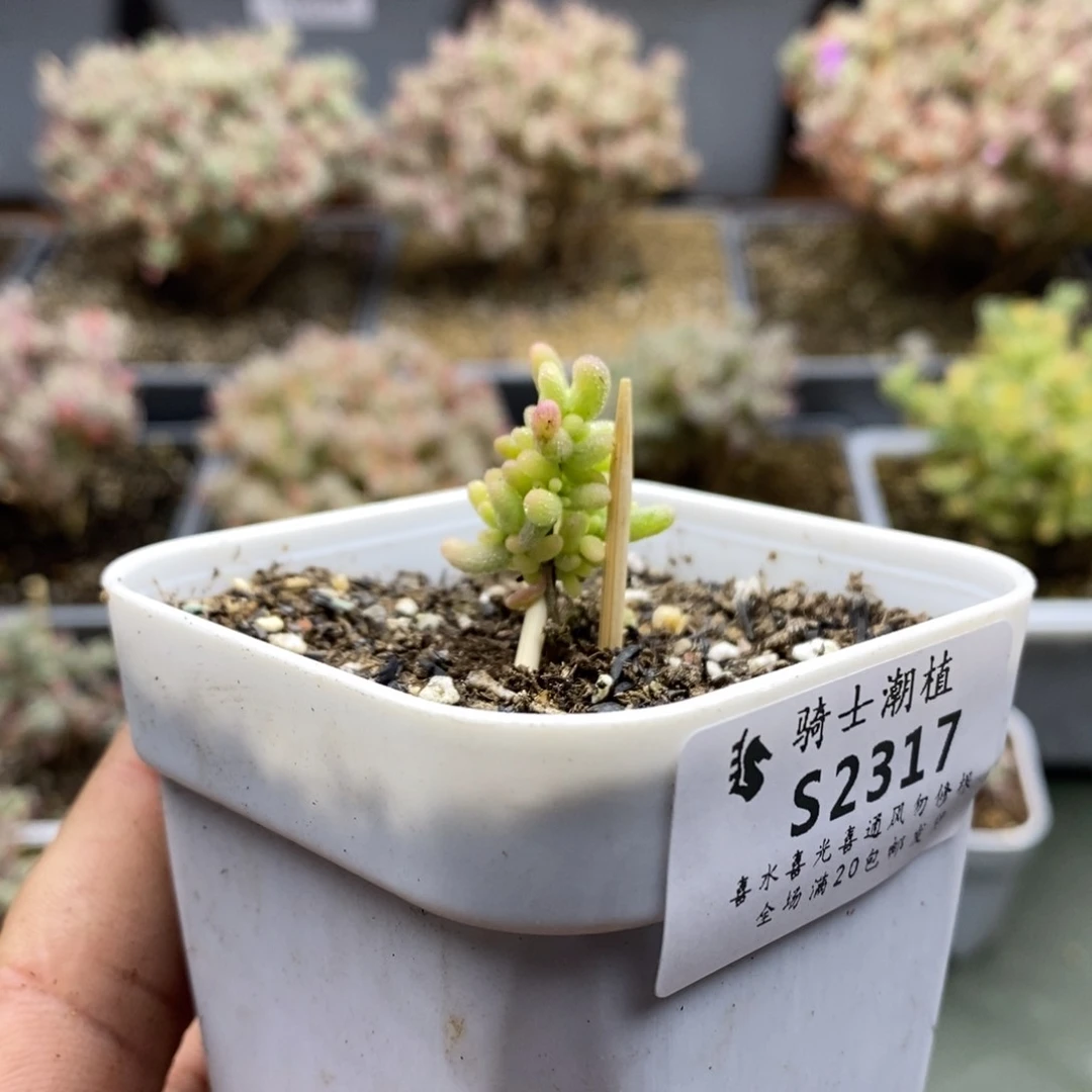 2317米粒锦枝干多肉