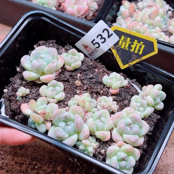 多肉植物多肉植物