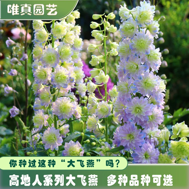 荷兰【重瓣大飞燕】高地人线性植物盆栽花庭院花园基地直发