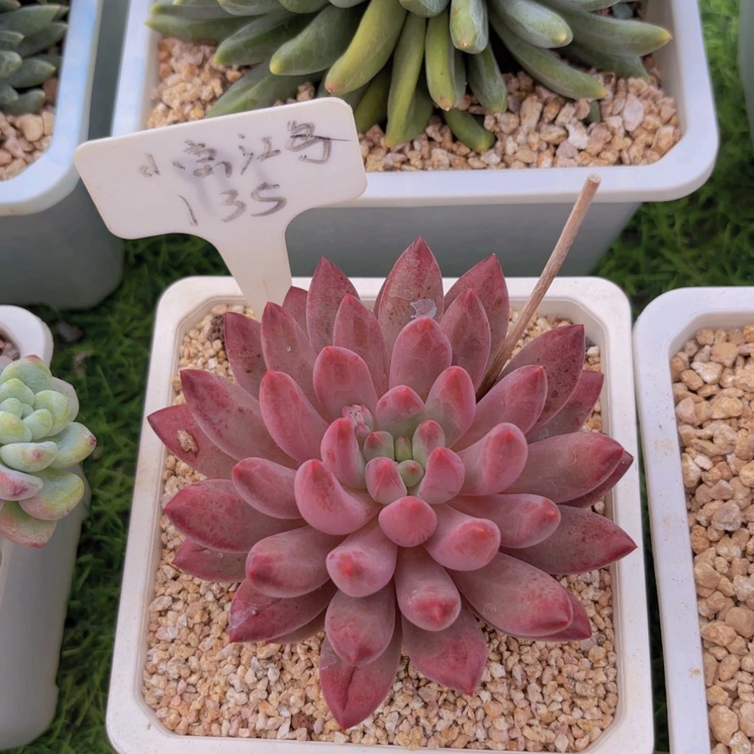 m***d我的小可爱们都好可爱