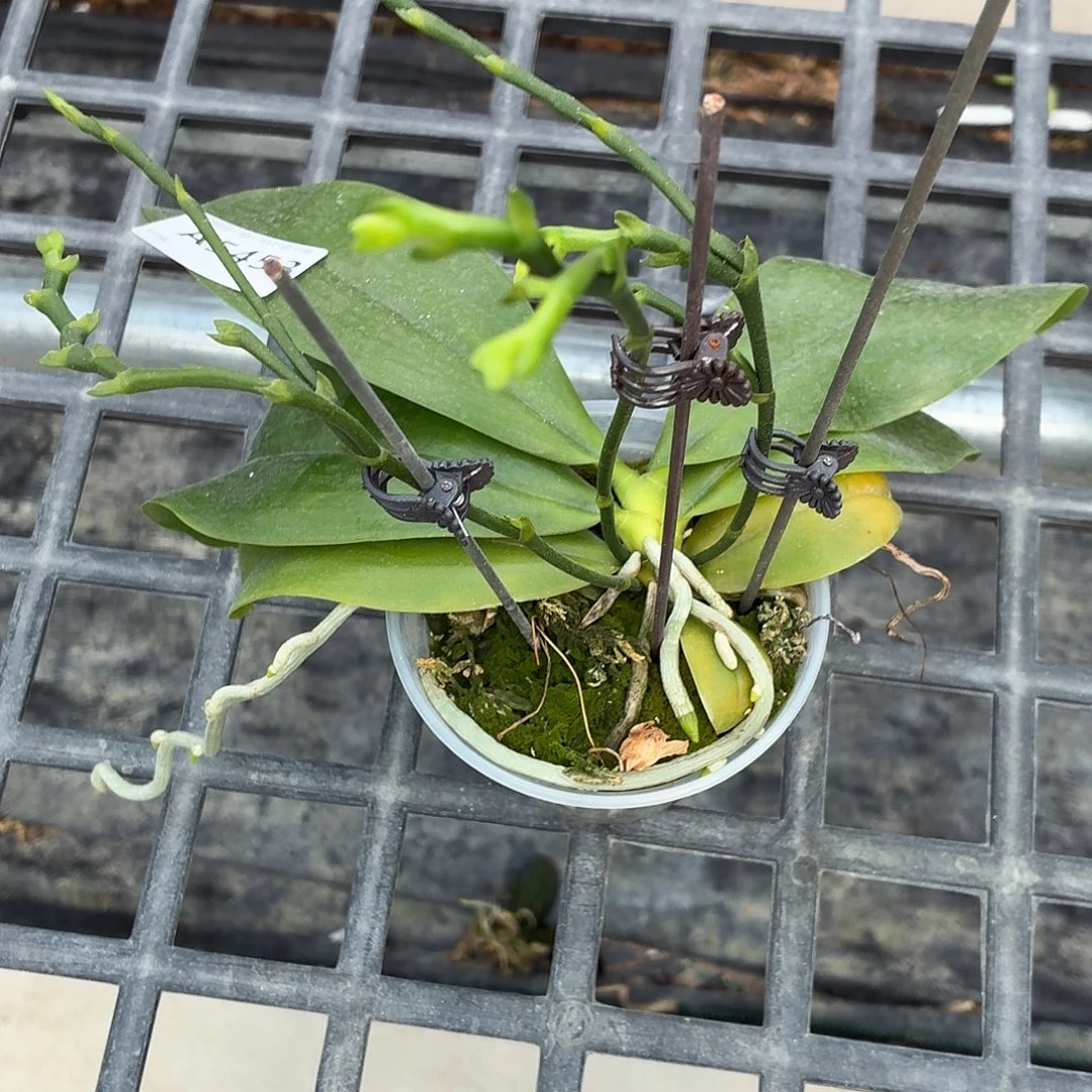 当前无花朵，栽培后可花朵A5453盈收三号