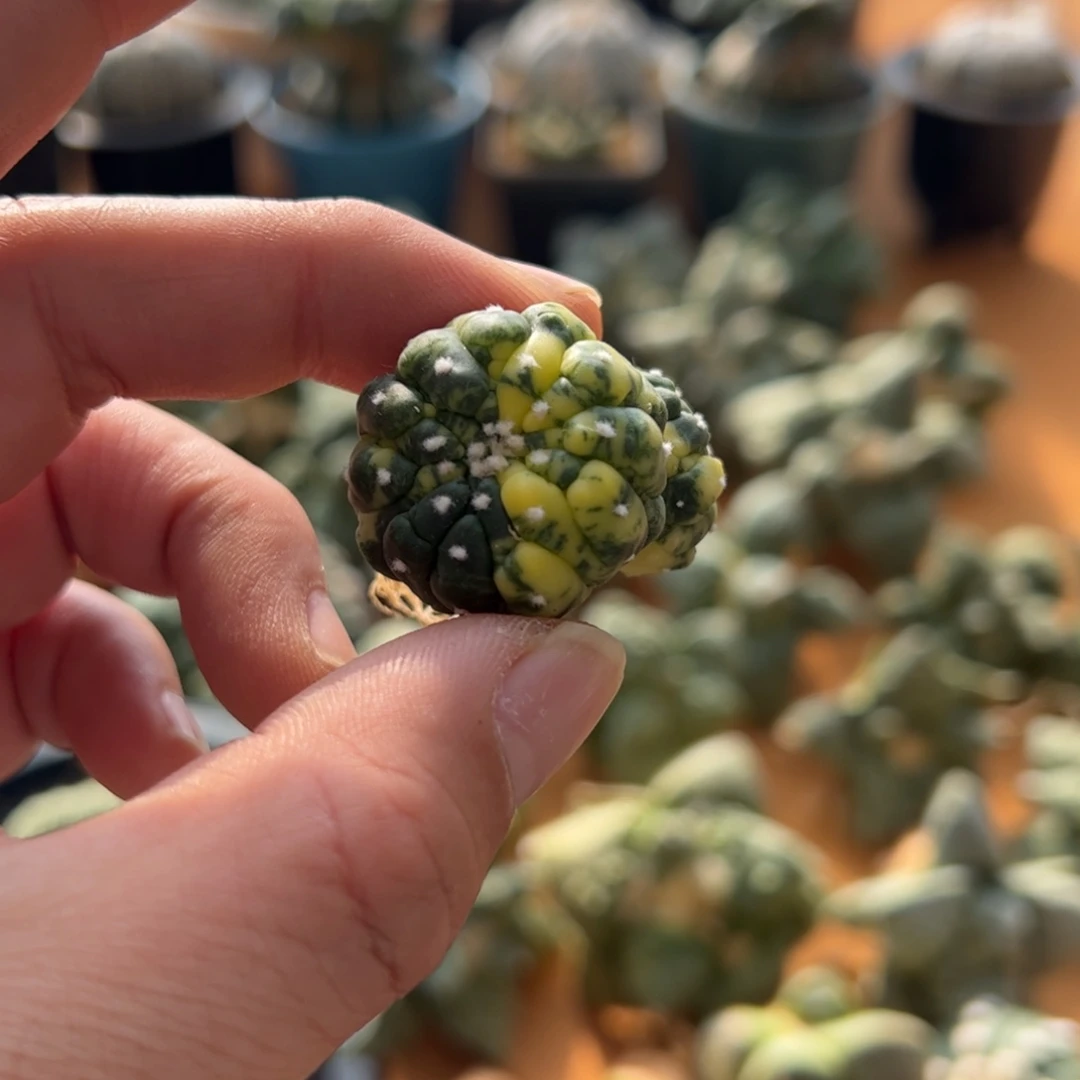 无花朵012实生悟空兜锦