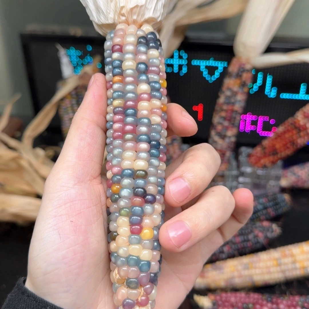 柏香籽/百香籽吊坠风*