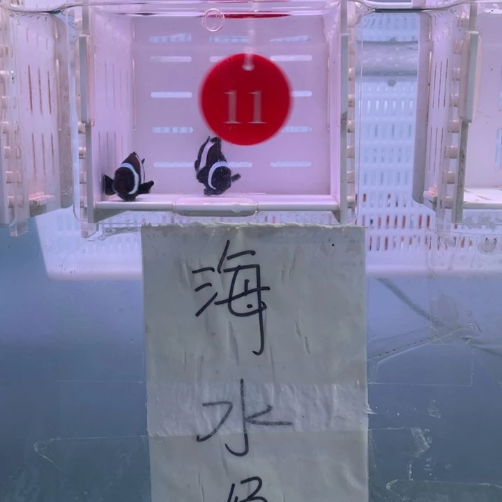 海水鱼创缸黑奥黑2条4/5