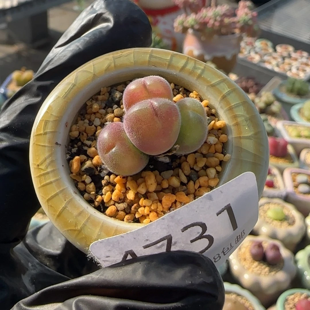 4730--一物一拍 带盆