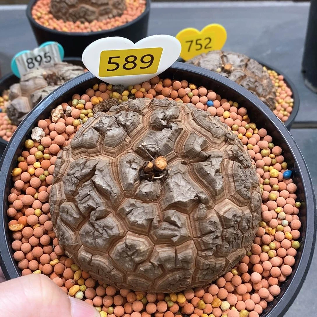 南非龟甲龙龟甲龙