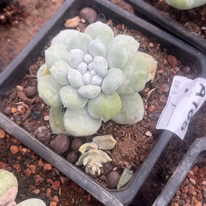 摩***女谢谢姐姐，一物一拍185