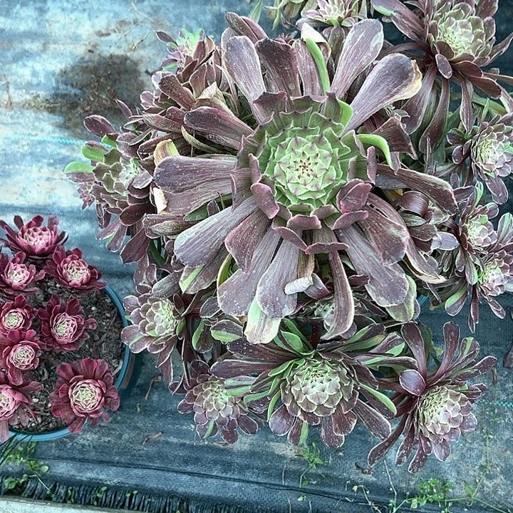 138花脸粉黛多肉植物