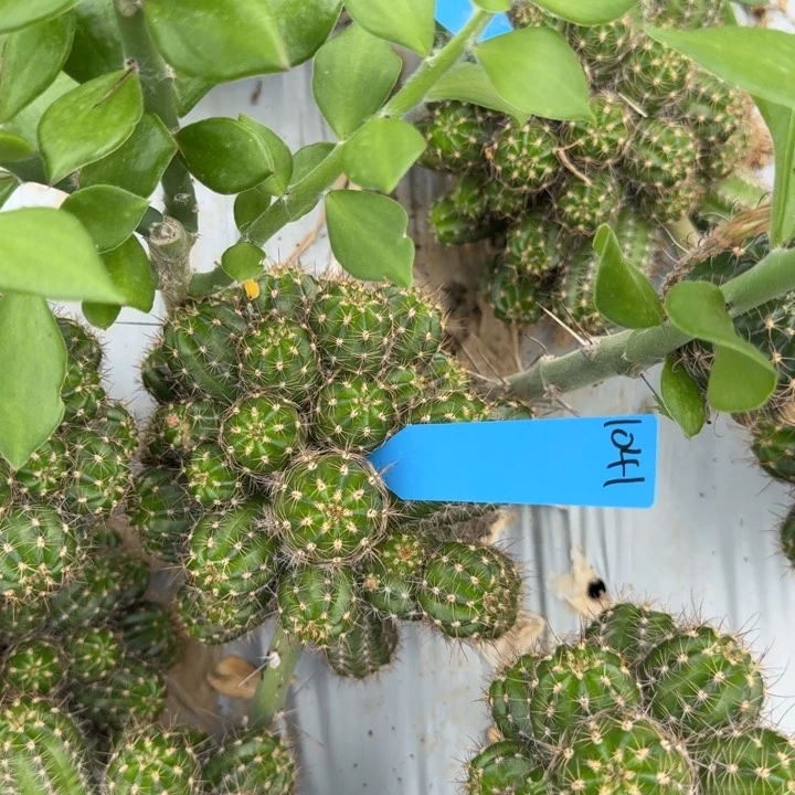 矮胖白檀798白檀1041