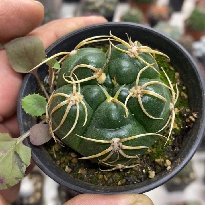 五棱高木海王特价福利