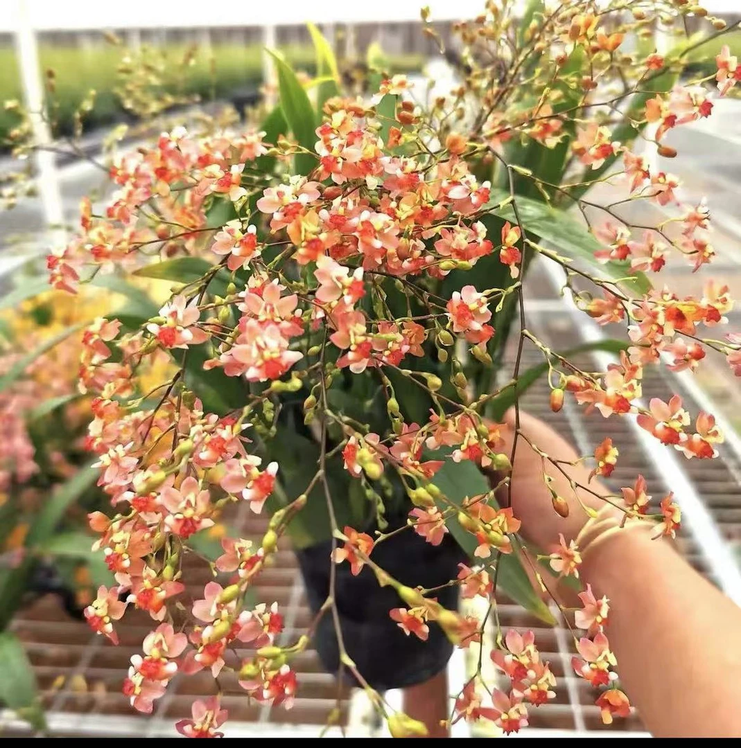 福利【橘粉-光华】文心兰盆栽开花蜜桃橘粉色美观牛奶浓香花期长