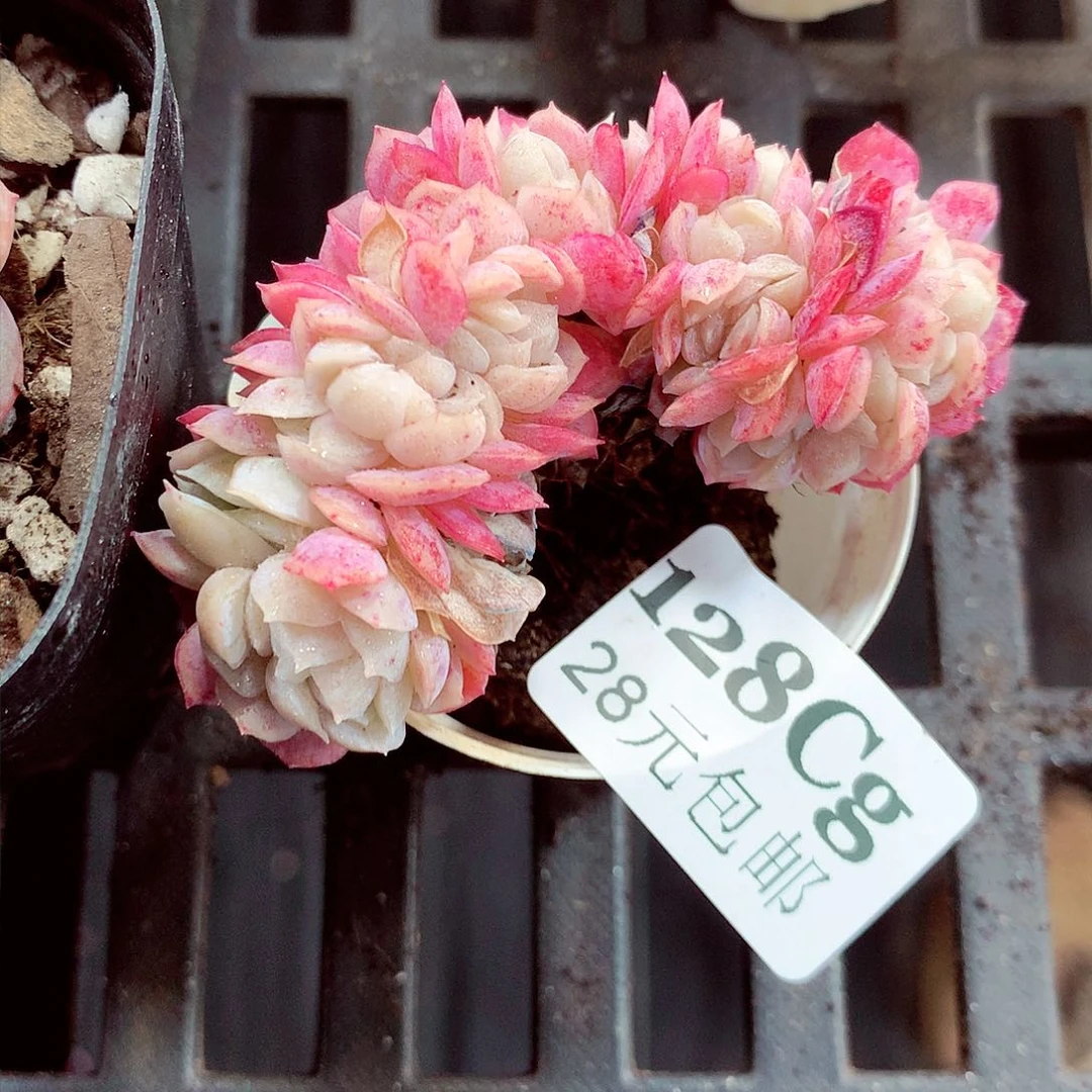 5厘米盆精控多肉128