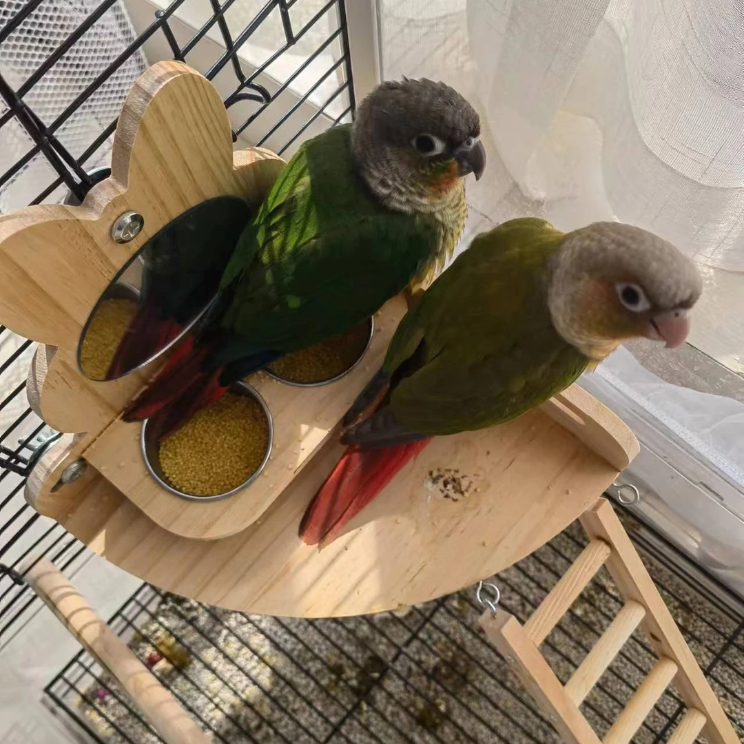 鹦鹉活体小太阳半毛鹦鹉活体来了送奶粉喂养工具