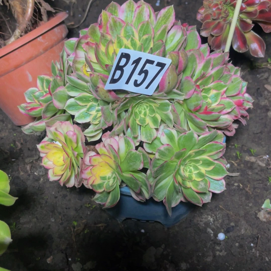 海王法师16/////4包邮