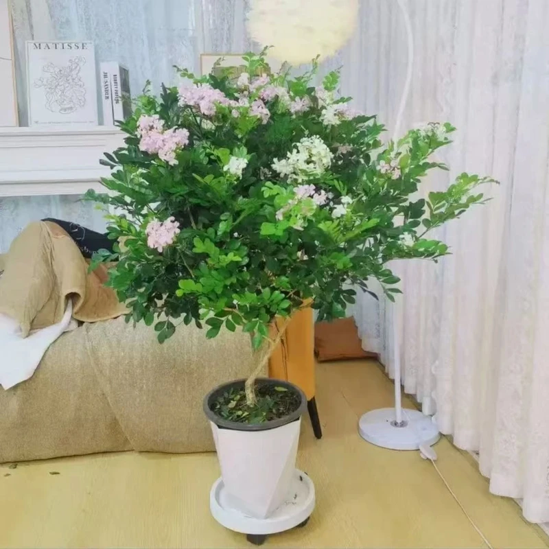 【50-60】驱蚊驱虫九里香盆栽绿植盆栽浓香型客厅阳台室内外植物