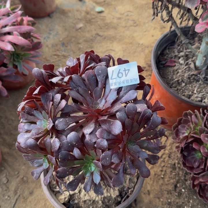 黑铜壶一物一拍497