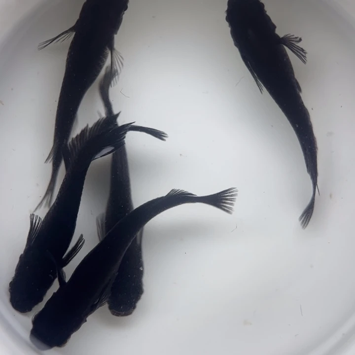 海水阿玲青鳉31号