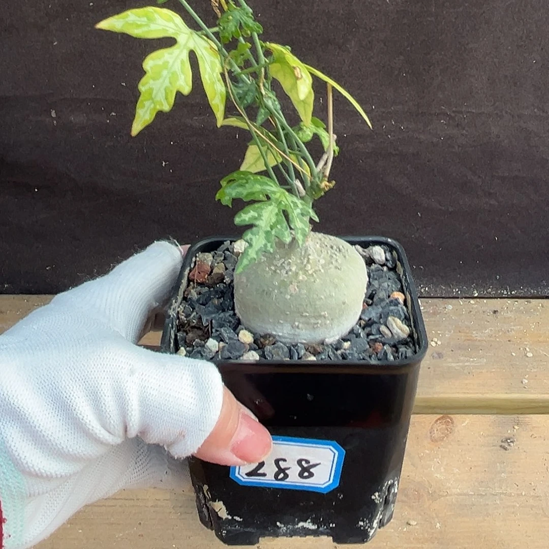 汤圆植物彩叶西番莲原价288