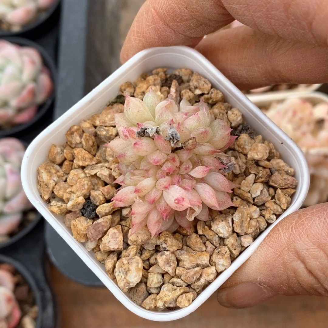 精品多肉一物一拍不包整2