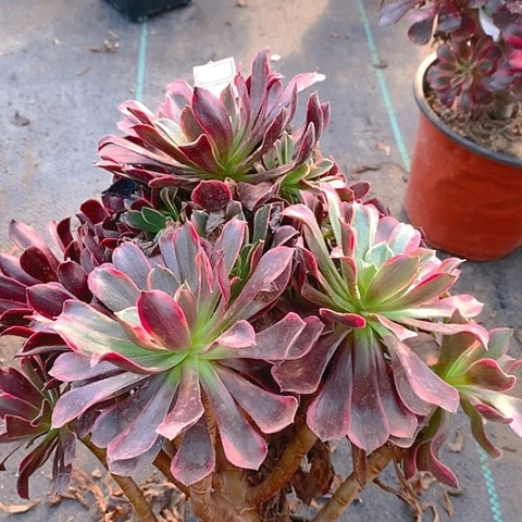 160金丝多肉植物