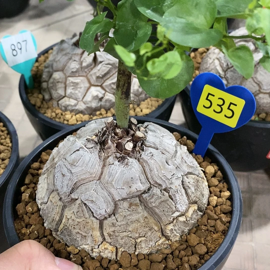 南非龟甲龙龟甲龙