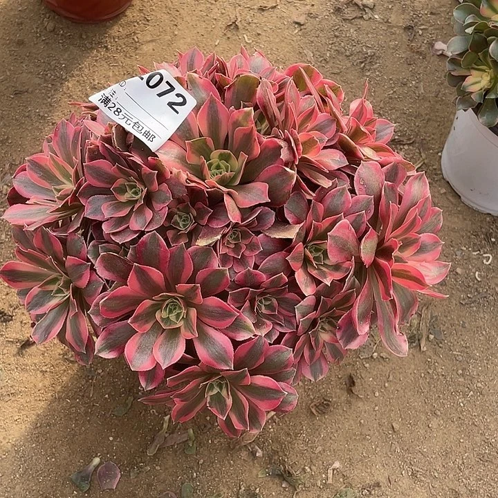 鹿***园多肉粉女妖法师072