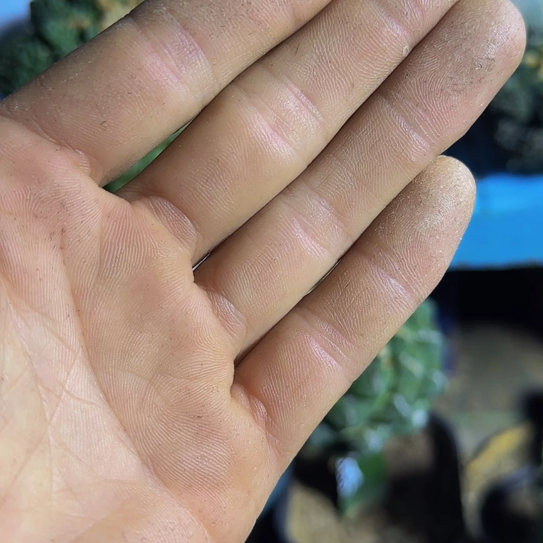 顽***夫四个牡丹8888仙人球开花