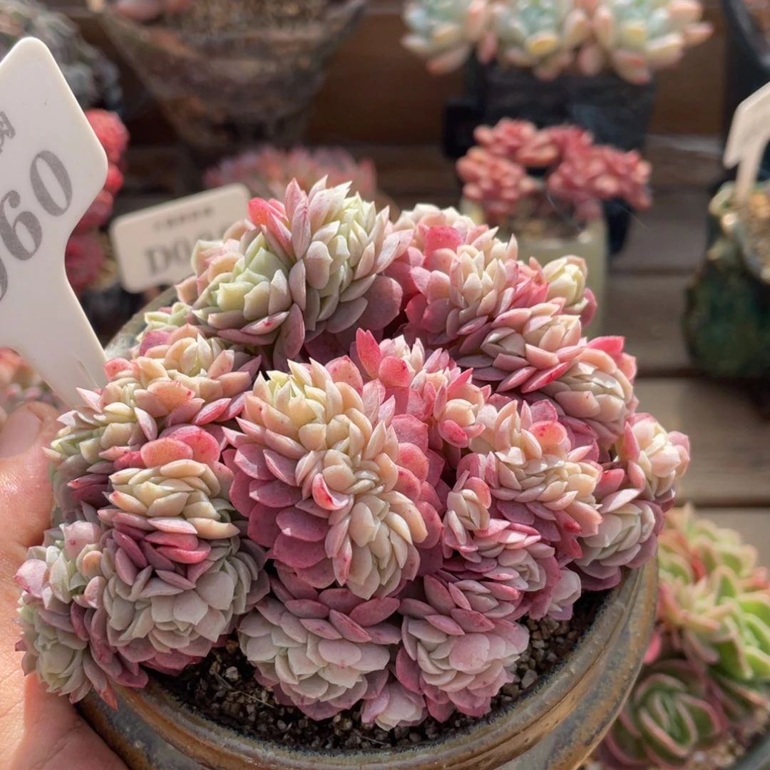 0060贝瑞缀不带盆10厘米