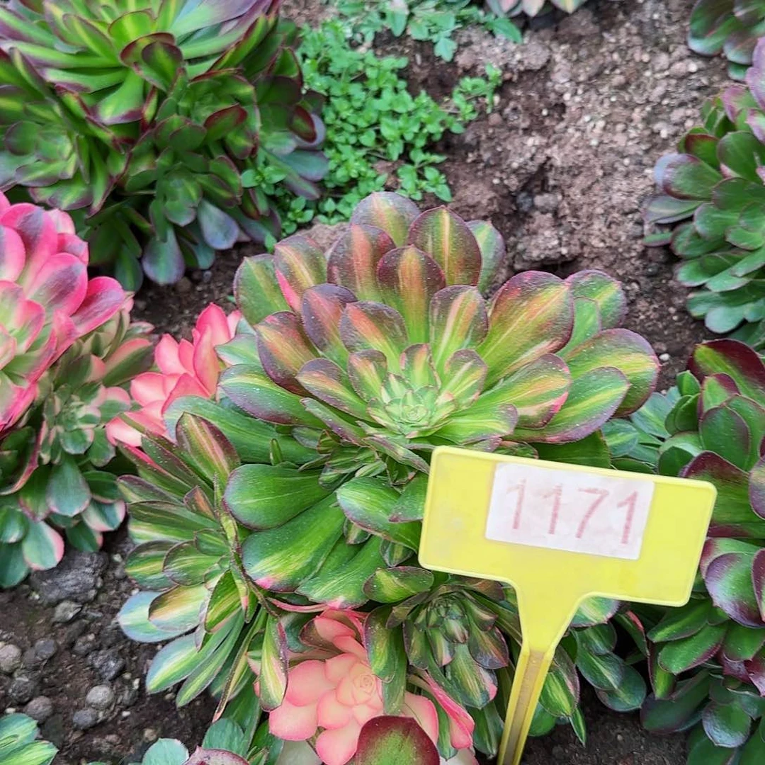 ?**红1-1171--+多头多肉植物
