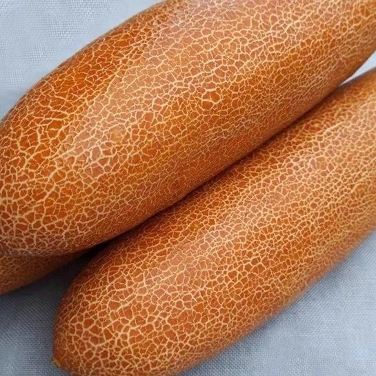 老黄瓜东北特产农家现摘新鲜蔬菜炖汤凉菜酸黄瓜麻皮老黄瓜批发