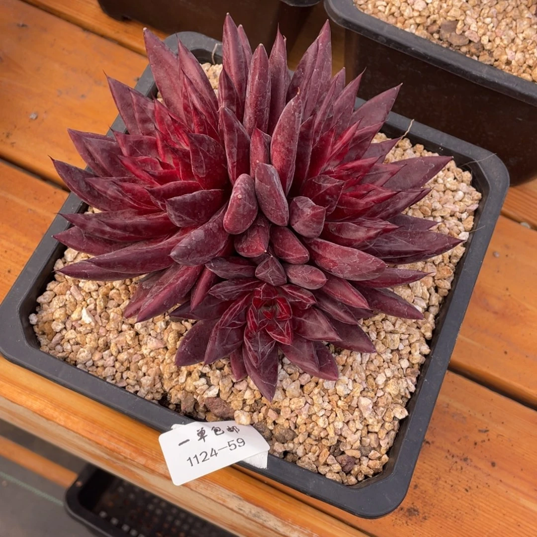 孤***）1124-59-红灵魂，。。。。。。