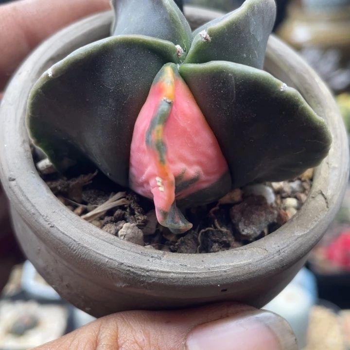 鸾凤玉锦一颗包邮
