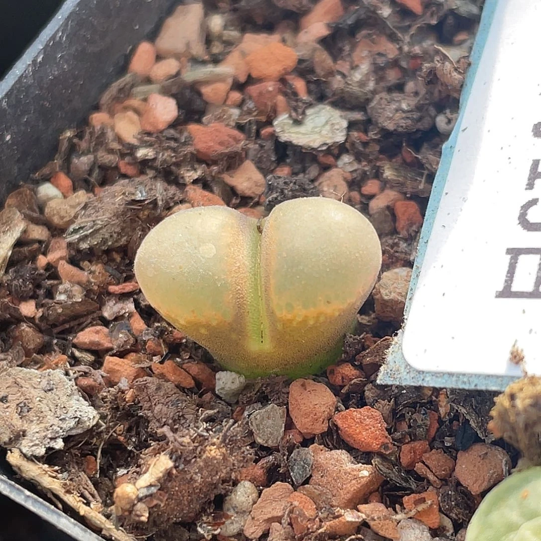 15-113风铃多肉植物