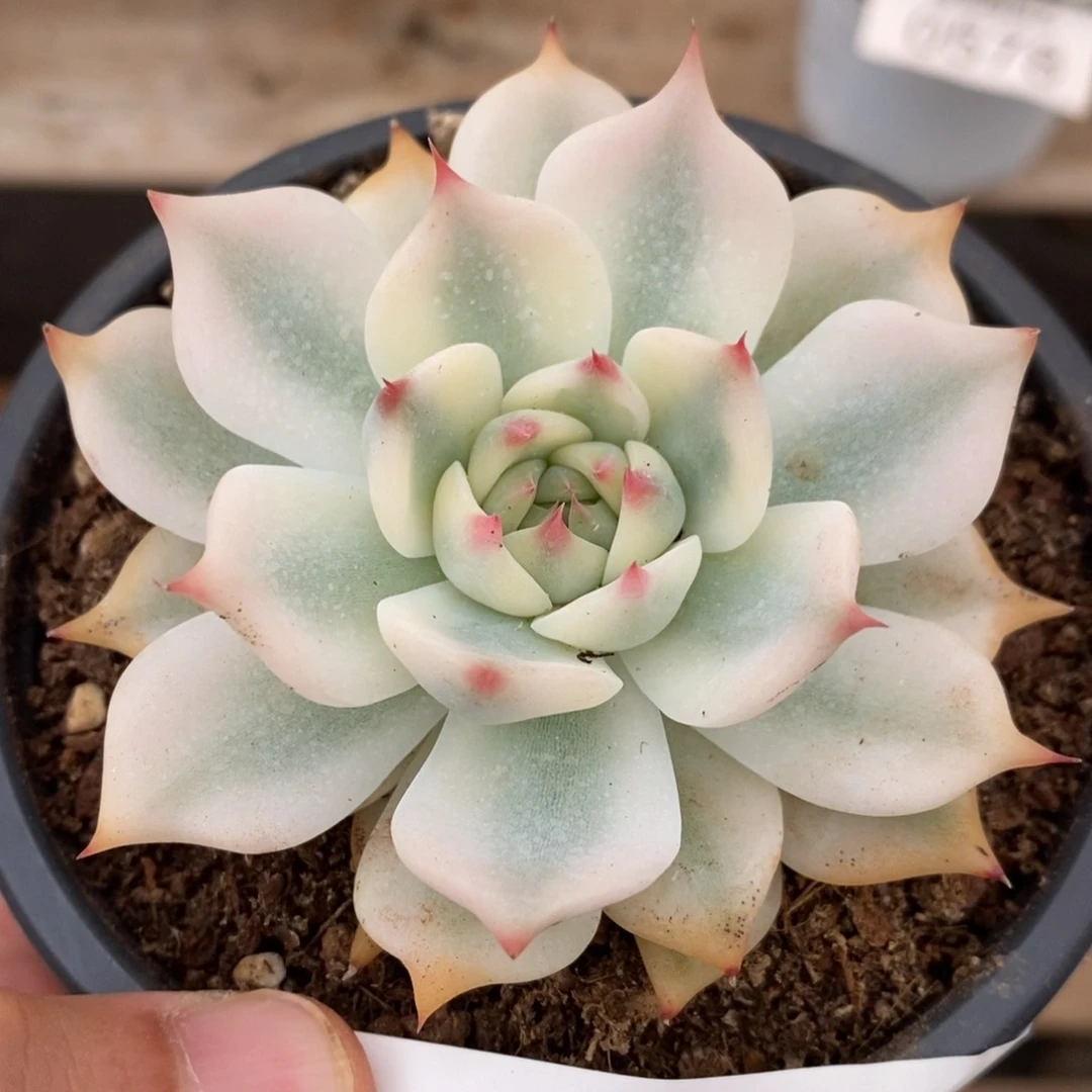 吉娃娃锦多肉植物0650