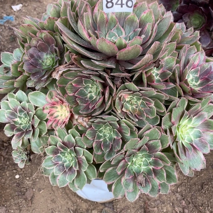 无花朵846多肉植物保护莲花座