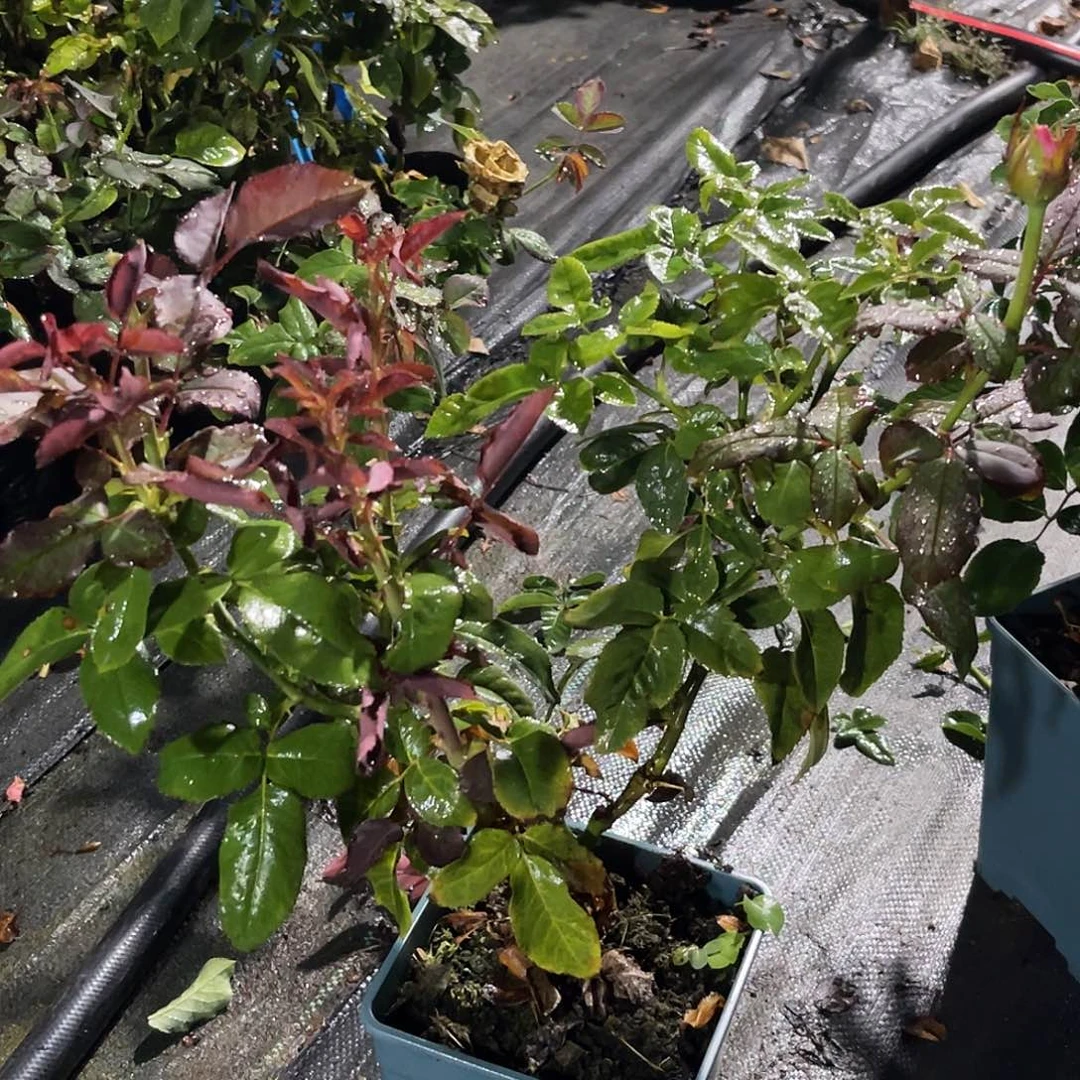 幸***人无花朵————-奶油蛋糕