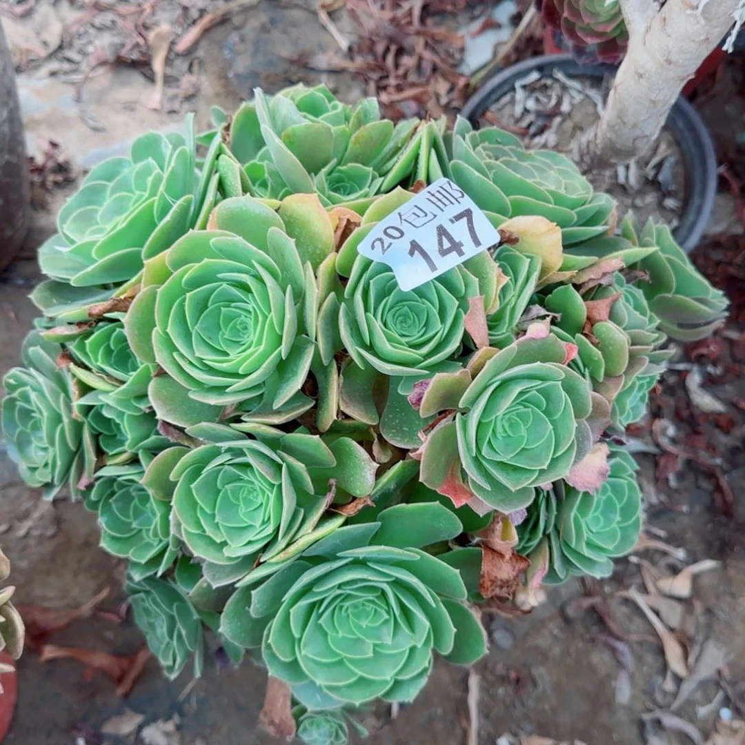 柠檬玫瑰多肉147满20包邮断枝不包