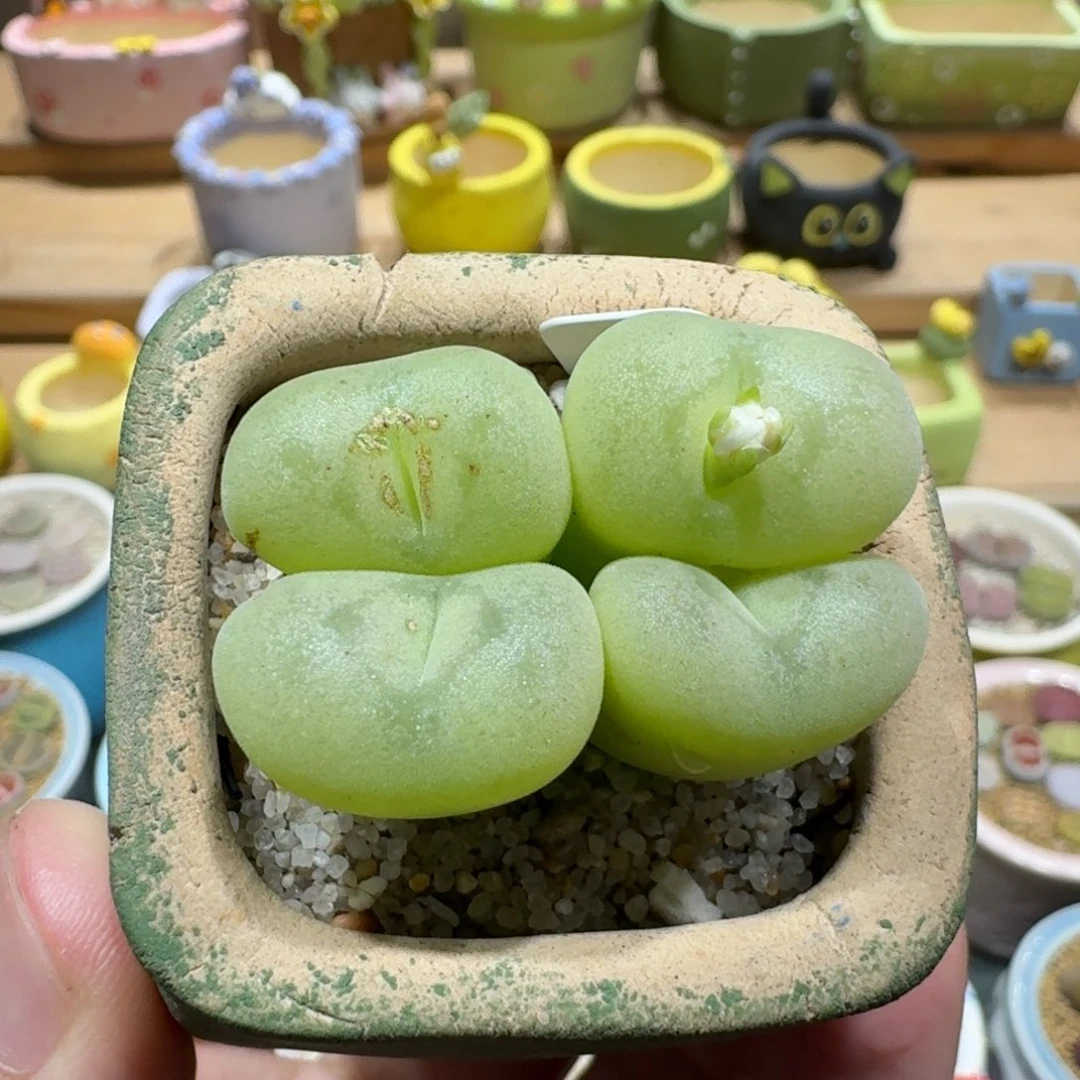 蘑菇1124空卡佛多肉植物