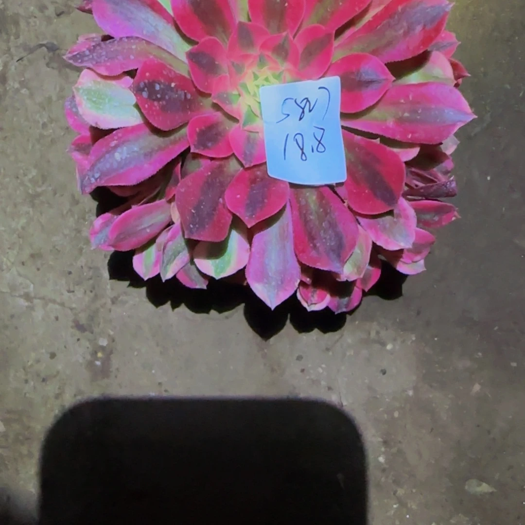 1****1一物一拍多肉法师福利5827