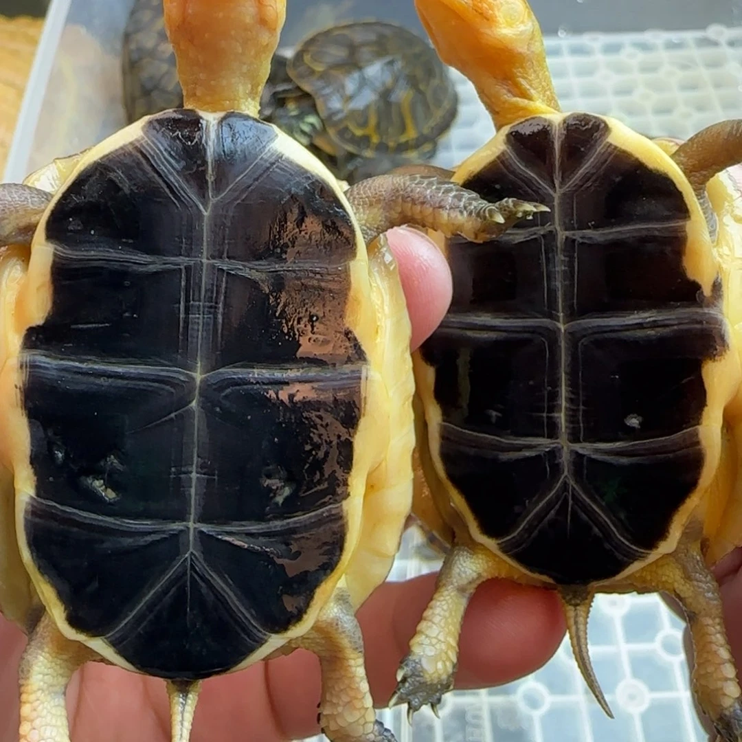 母宠物龟J*福利龟龟