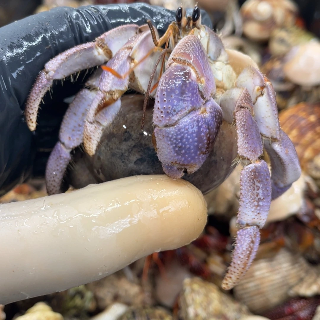 不退不换活体宠物18