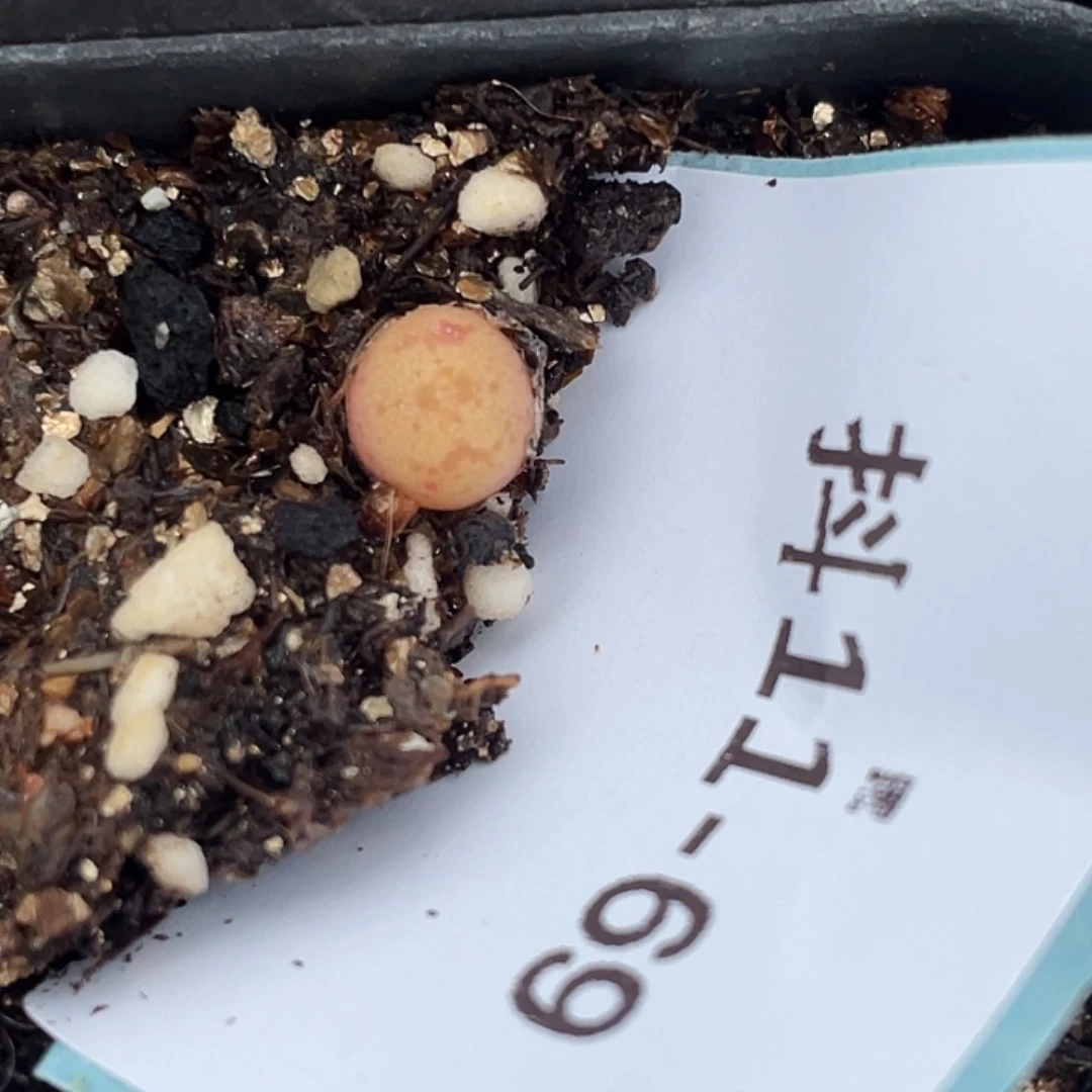 11-69肉锥多肉植物