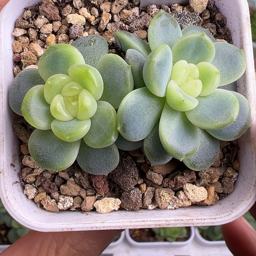 双头P76甜心。