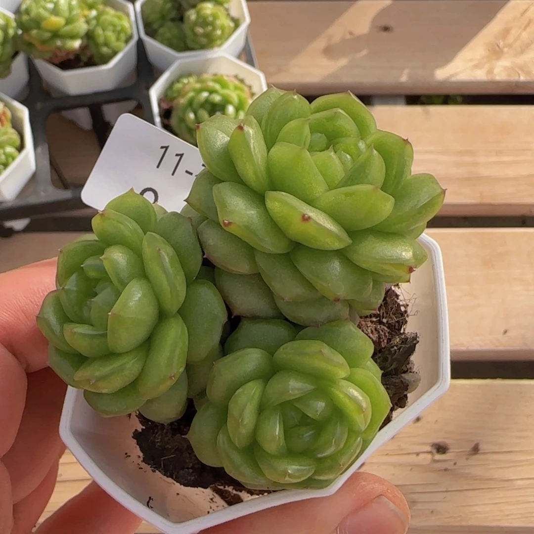 灯泡珍妮三头群一颗