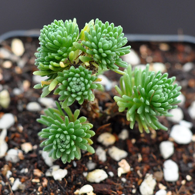 球松多肉植物多肉 办公桌组合超萌绿植创意花卉盆栽