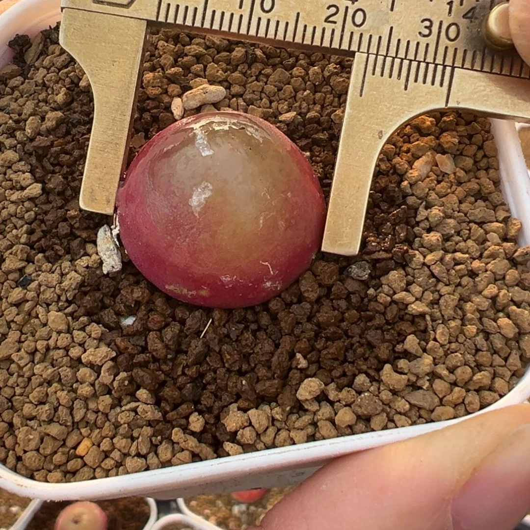 灯泡母本带盆多肉植物