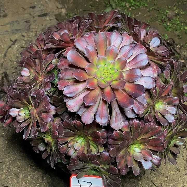 彩虹糖老桩捧花52号