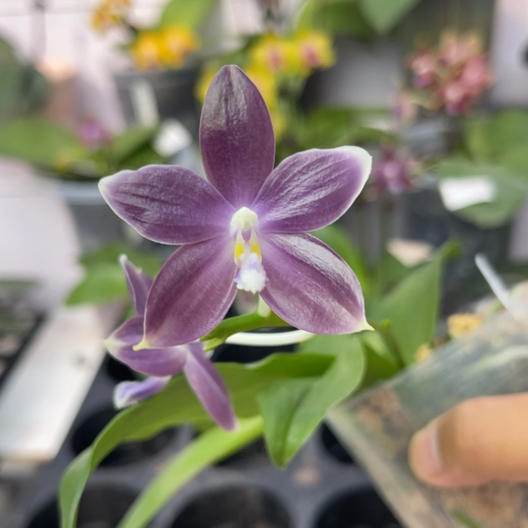 完全开放990 2.8寸JG2373 叶微瑕 一物一拍