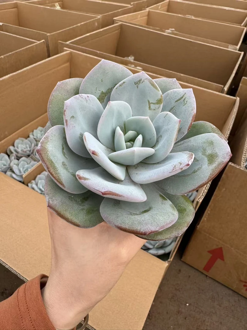 韩版奶茶多肉植物 （满19.9包邮）星花怒放云南养肉放阳台发货上盆